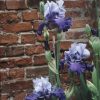 Purple Bearded Irises - Wensleydale