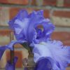 Sapphire-Blue Bearded Iris Kildonan
