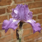 Whernside Purple Bearded Iris