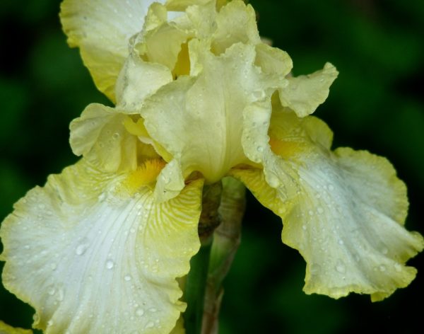 Ruffled Yellow Bearded Iris Sanderling
