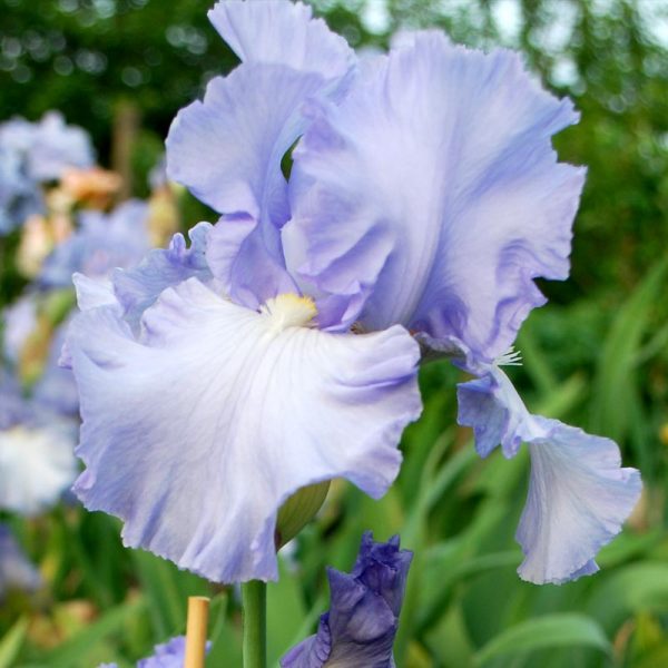 Classic Blue Bearded Iris Bryan's Best Blue - The English Iris Company