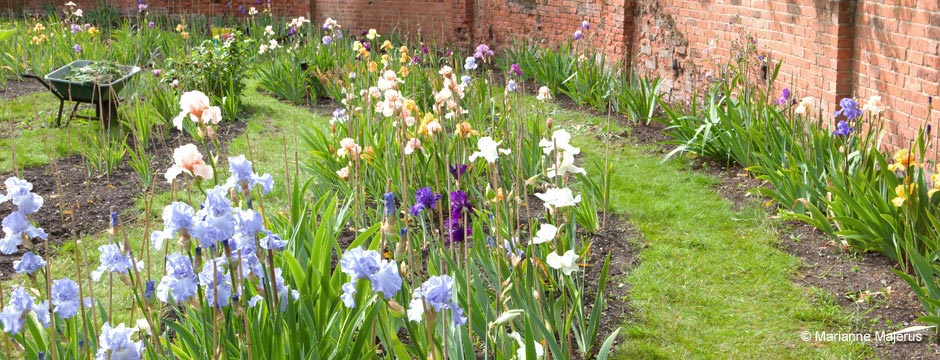 Irises Grown at Bridgford, Nottinghamshire