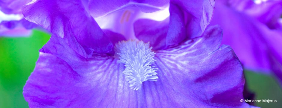 Purple Bearded Iris Close-up - Roman Emperor