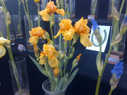 Suffolk Show Stand. Silver Gilt Medal