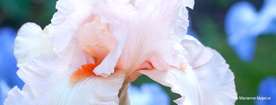 Pink Iris Close-up