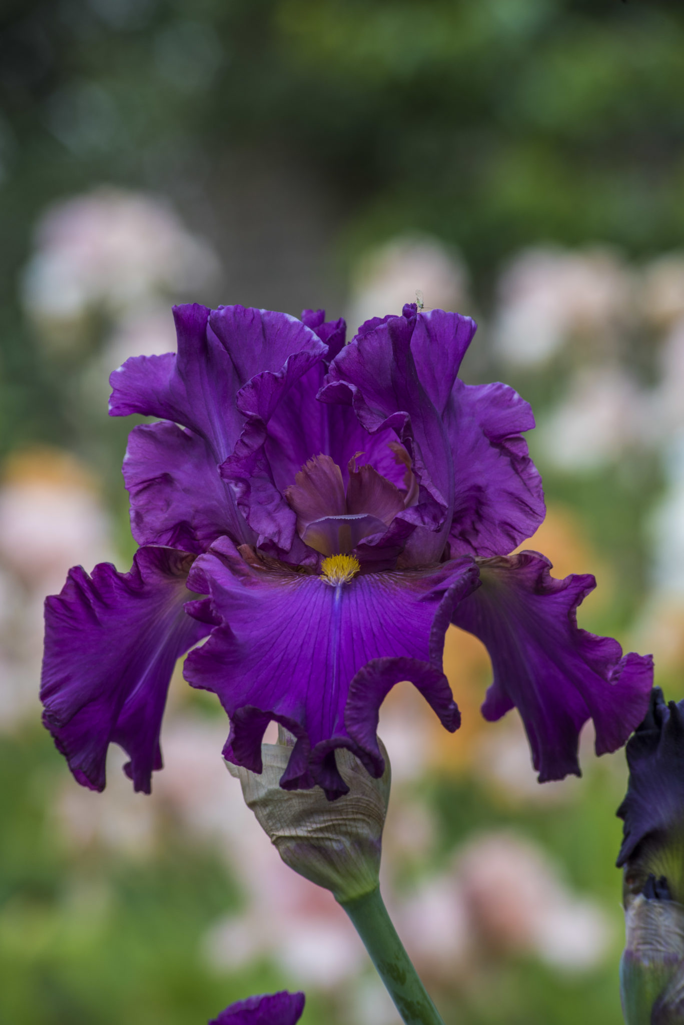 Classic Purple Bearded Iris The English Iris Company