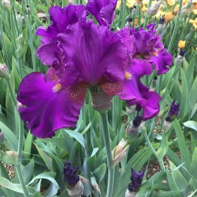 Blaeberry Pie One of our Award Winning Bearded Irises