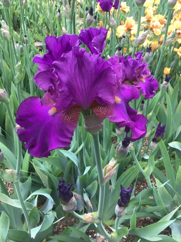 Blaeberry Pie One of our Award Winning Bearded Irises