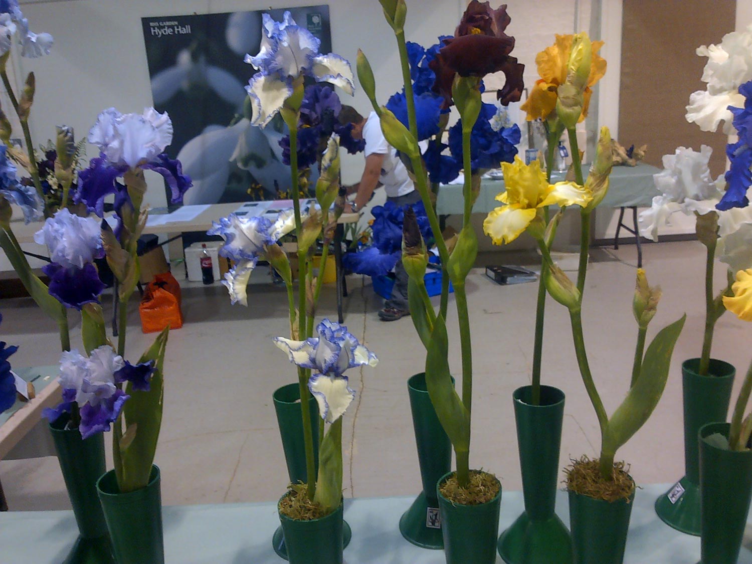 British Iris Society Summer Show