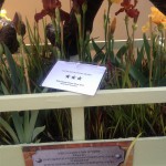 Bearded Irises at RHS Chelsea Flower Show 2015