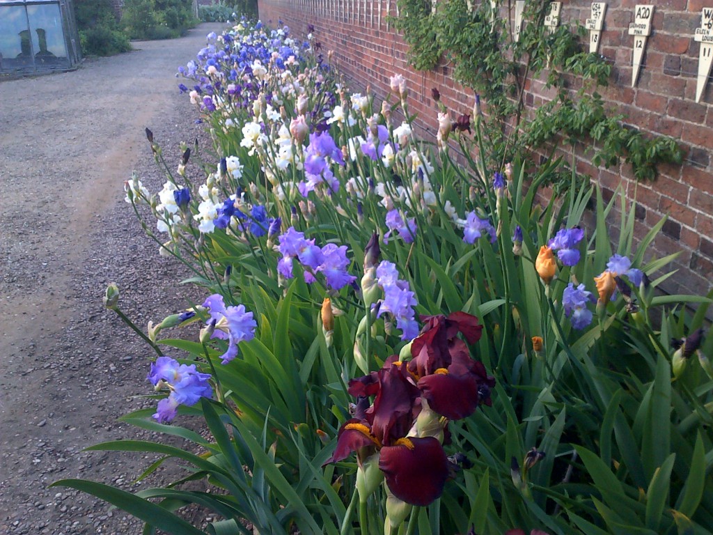 Doddington Hall Display Border June 2015