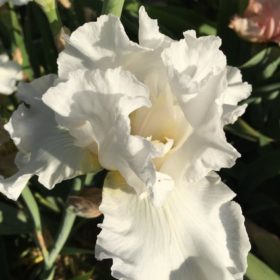 Jessica Rosalind A stunning Pure White English Iris