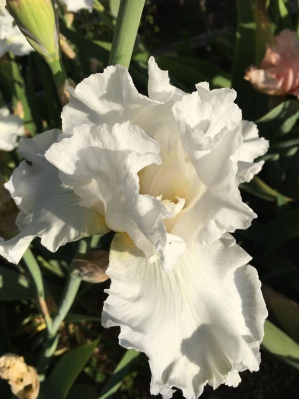 Jessica Rosalind A stunning Pure White English Iris