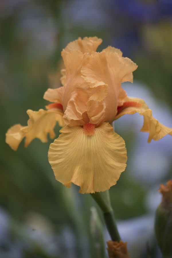 William of Orange One of Our Iconic Orange Award Winning British Bearded Irises