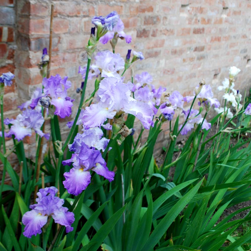 Annabel Jane The English Iris Company