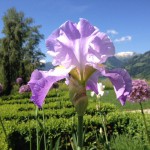 Award Winning English Tall Bearded Iris - Annabel Jane (UK Dykes Medal)