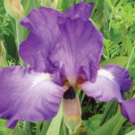 Cathy Swift Tall Bearded Iris