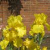 Charnwood Delight Tall Bearded Iris