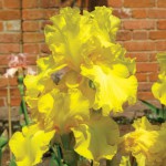 Charnwood Delight Tall Bearded Iris