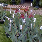 Preparing the irises for Chelsea 2015