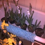 Before RHS Chelsea - Keeping the irises cool!