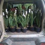 RHS Chelsea - The Irises are Ready to Go!