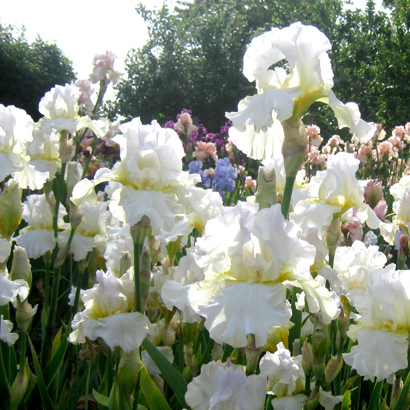 White Bearded Iris Darley Dale - The English Iris Company