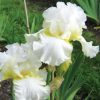 Darley Dale Tall Bearded Iris