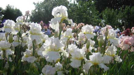 Darley Dale White Tall Bearded Iris grown in a 'drift'