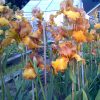 Unusual British Brown Bearded Iris Givendale