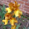 Givendale Tall Bearded Iris