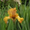 Amber-Brown Bearded Iris Givendale