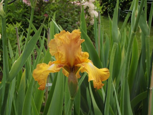 Givendale Brown/Tan Tall Bearded Iris