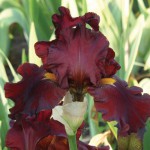 Henry Sidgwick Tall Bearded Iris