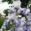 Ice Pinnacle Tall Bearded Iris