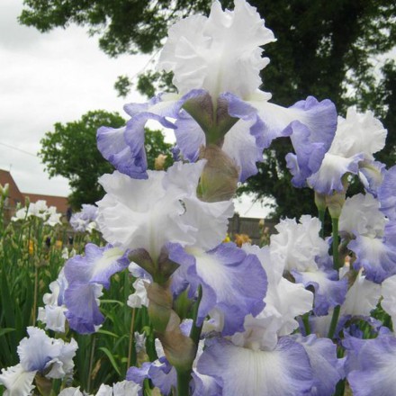 Ice Pinnacle Tall Bearded Iris