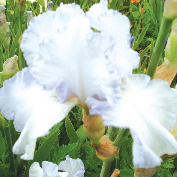 Jean Wall Tall Bearded Iris