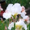 Classic White British Bearded Iris - Jessica Rosalind