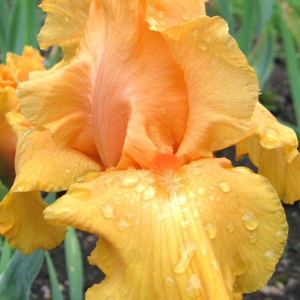 Old Hall Tall Bearded Iris