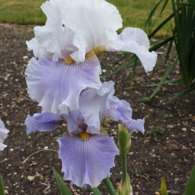 Peile Hall Tall Bearded Iris