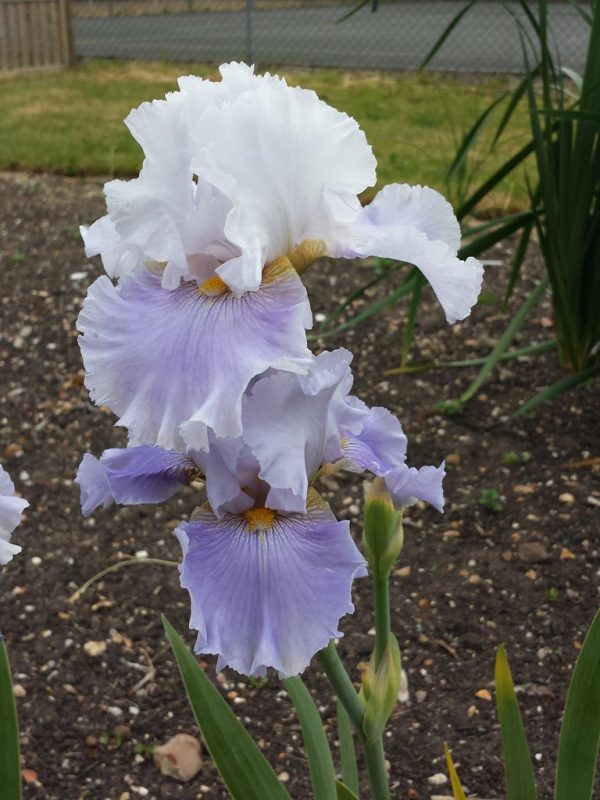 Peile Hall Tall Bearded Iris