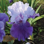 Peile Hall Tall Bearded Iris