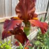 Red Pike One of Our Classic Red Bearded Irises