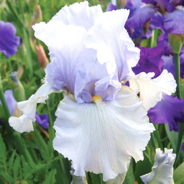 Tisha Tall Bearded Iris