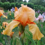 William of Orange - Classic Orange Bearded Iris
