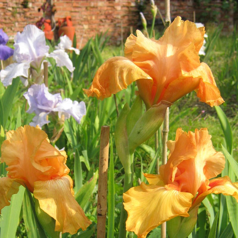 William of Orange Classic Tall Bearded Iris