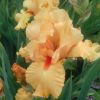 William of Orange Tall Bearded Iris