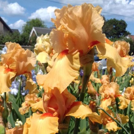 William of Orange Tall Bearded Iris