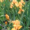 William of Orange Tall Bearded Irises