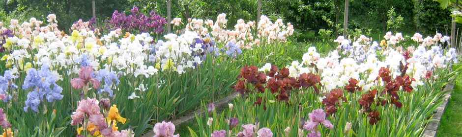 British Tall Bearded Irises Planted in 'Drifts'